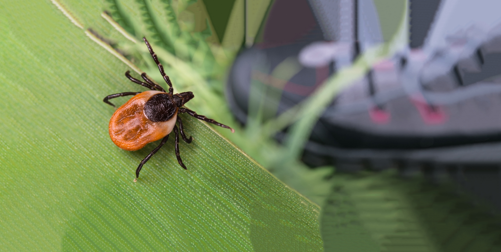 A "Ticklist" For Staying Safe