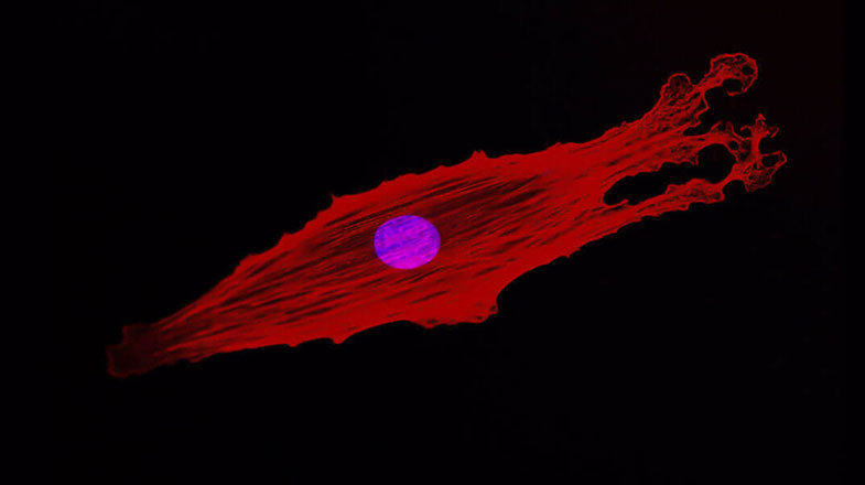 cancer-and-enzymes_775x716.jpg