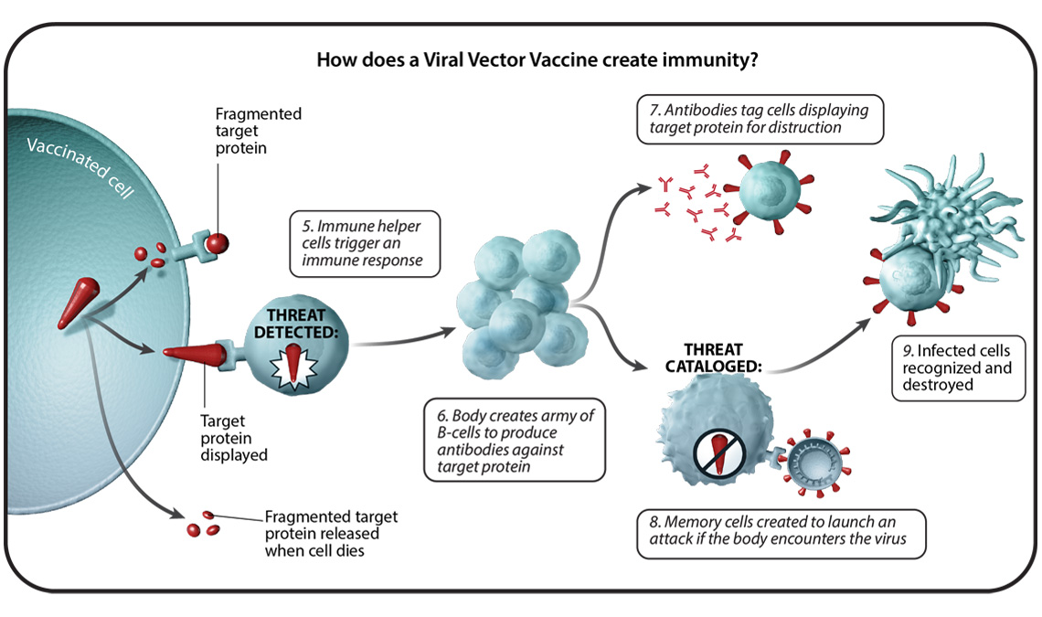 6-viral-vector-vaccine-03_1140X675_0.jpg