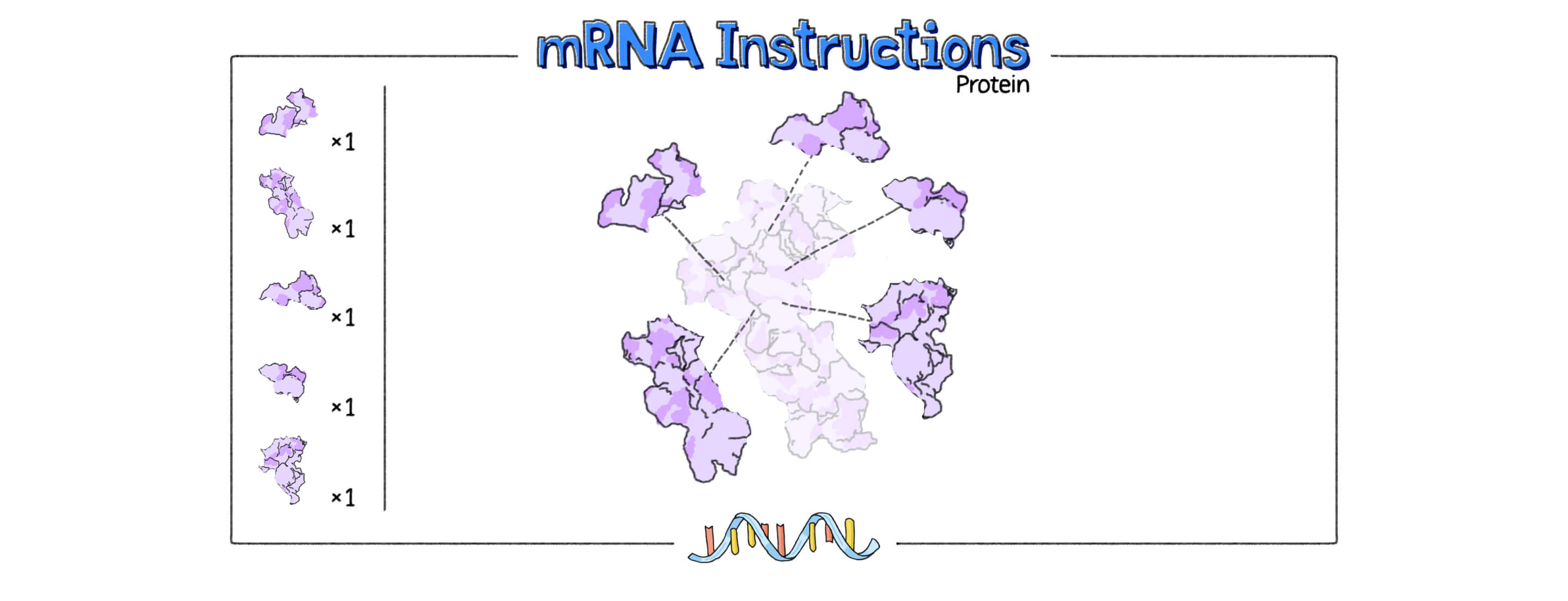 mRNA_Part01_Image01-white-space.jpg
