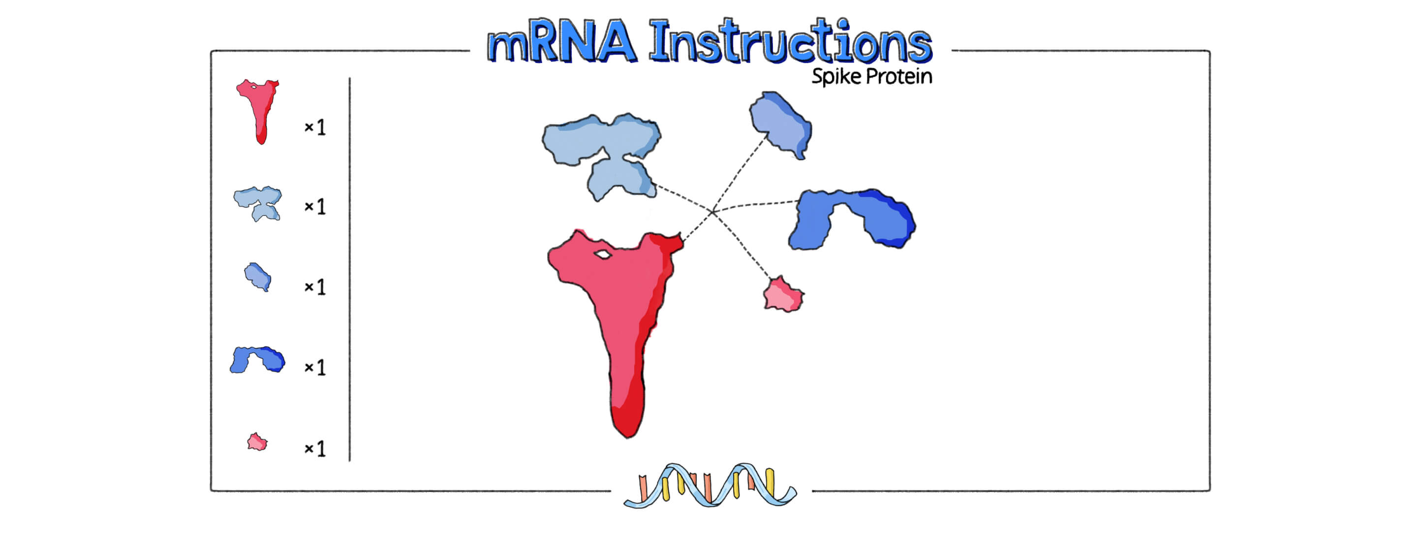 mRNA_Part01_Image02-white-space.jpg