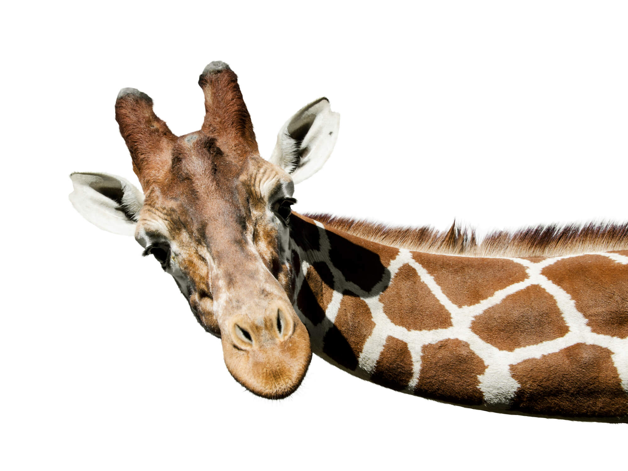 How to Manage High Blood Pressure (With the Help of a Few Giraffes)