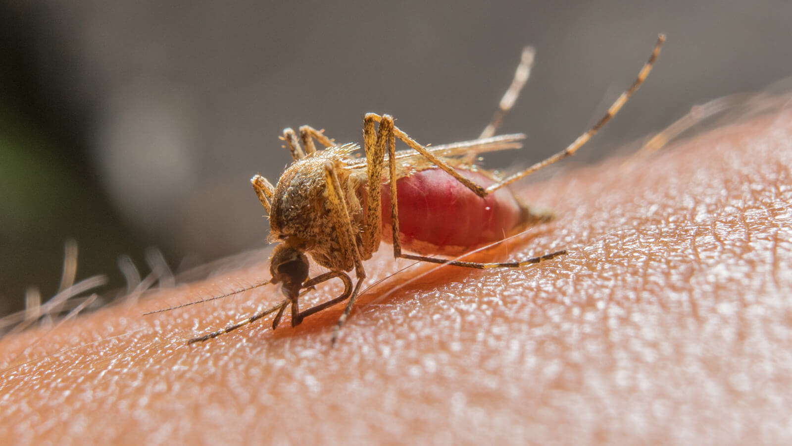 6 Mosquito Diseases That Can Be Deadly