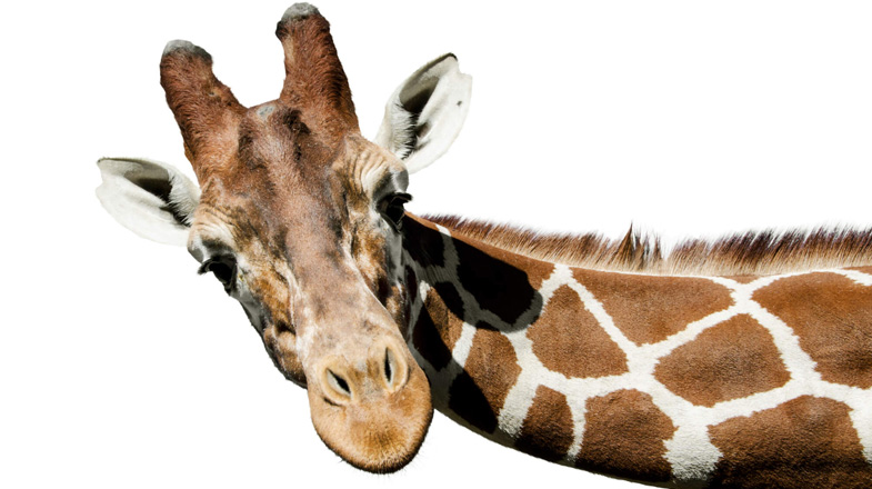 How to Manage High Blood Pressure (With the Help of a Few Giraffes)