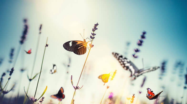 butterflies sitting on top of flowers, thumbnail image