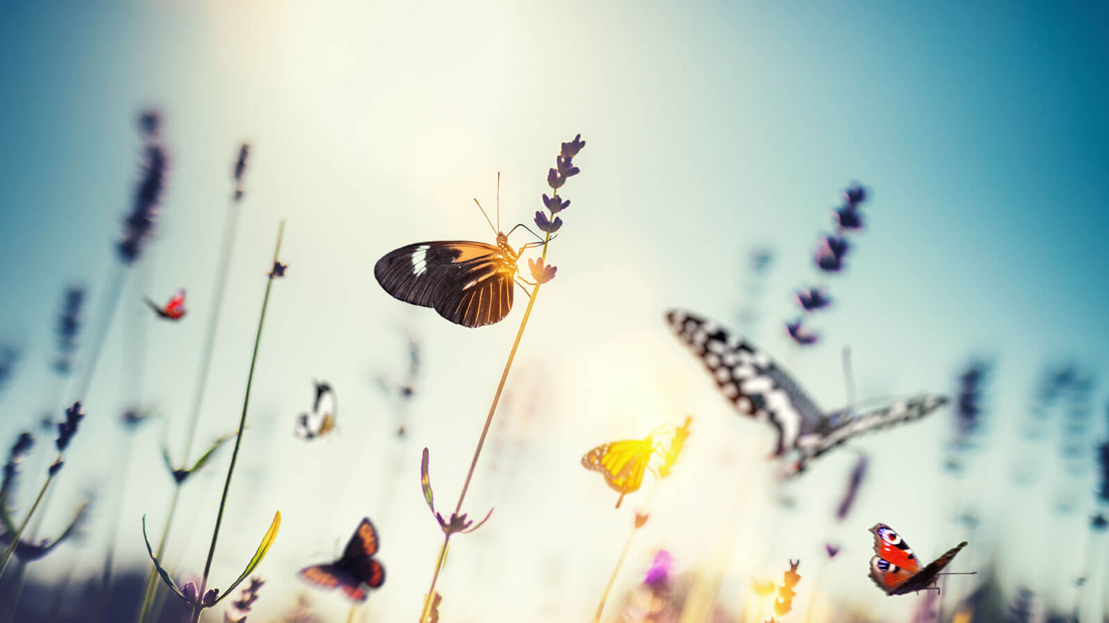 butterflies sitting on top of flowers