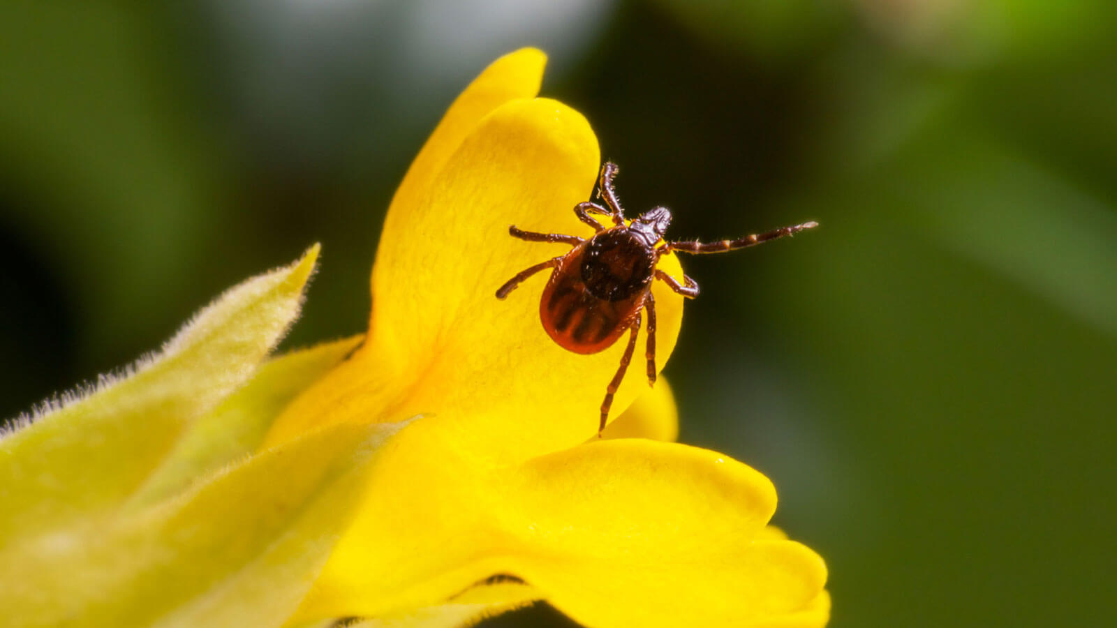 Lyme Disease x Climate Change: How Global Warming Impacts Spread of ...