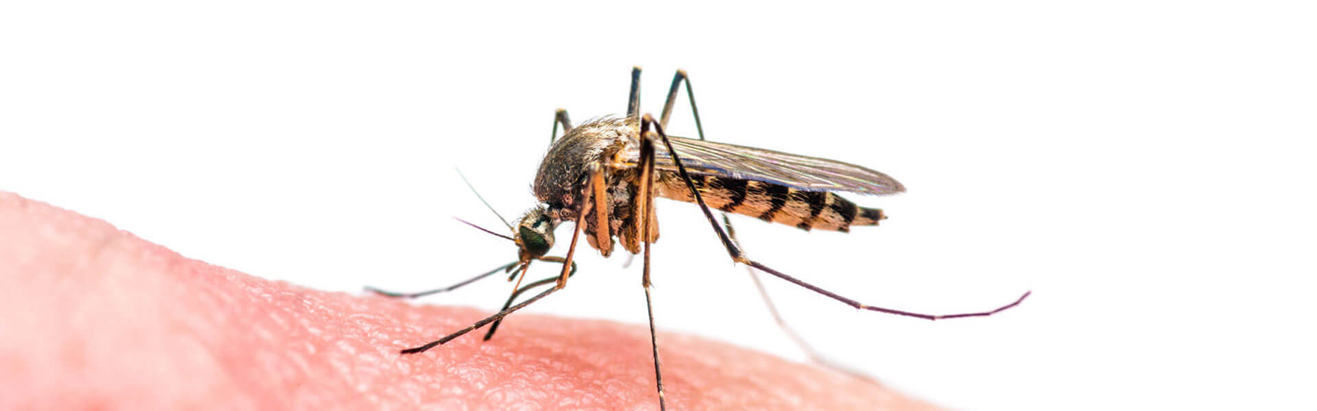 Why Are Some People More Tasty to Mosquitoes Than Others?