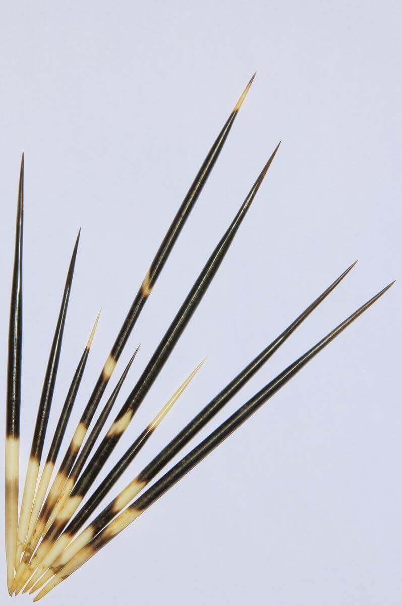 Porcupine Quills Inspire Next Generation Needles