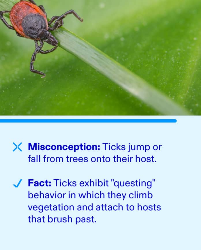 Common Lyme Disease Misconceptions 3