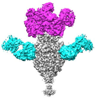 Cryo EM Reconstruction of Prefusion F