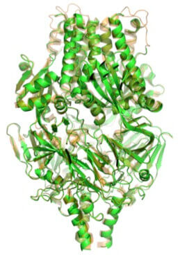 Crystal Structure of Prefusion F Protein