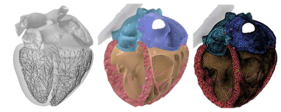 The whole-heart geometry used for the simulation. On the left is the