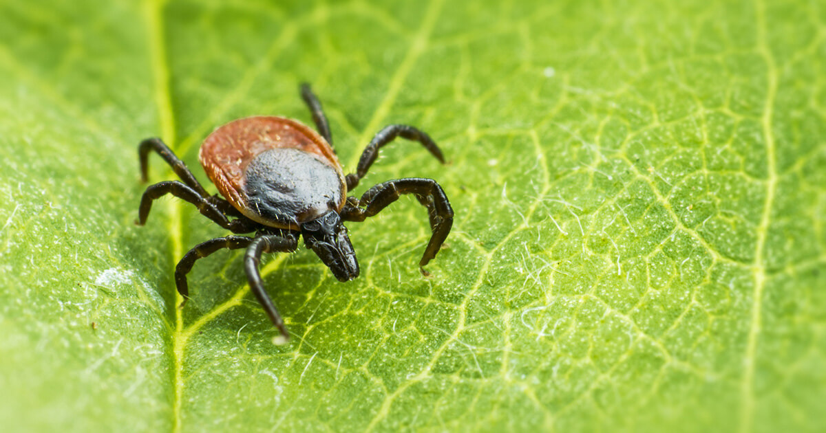 Protect Yourself From Lyme Disease
