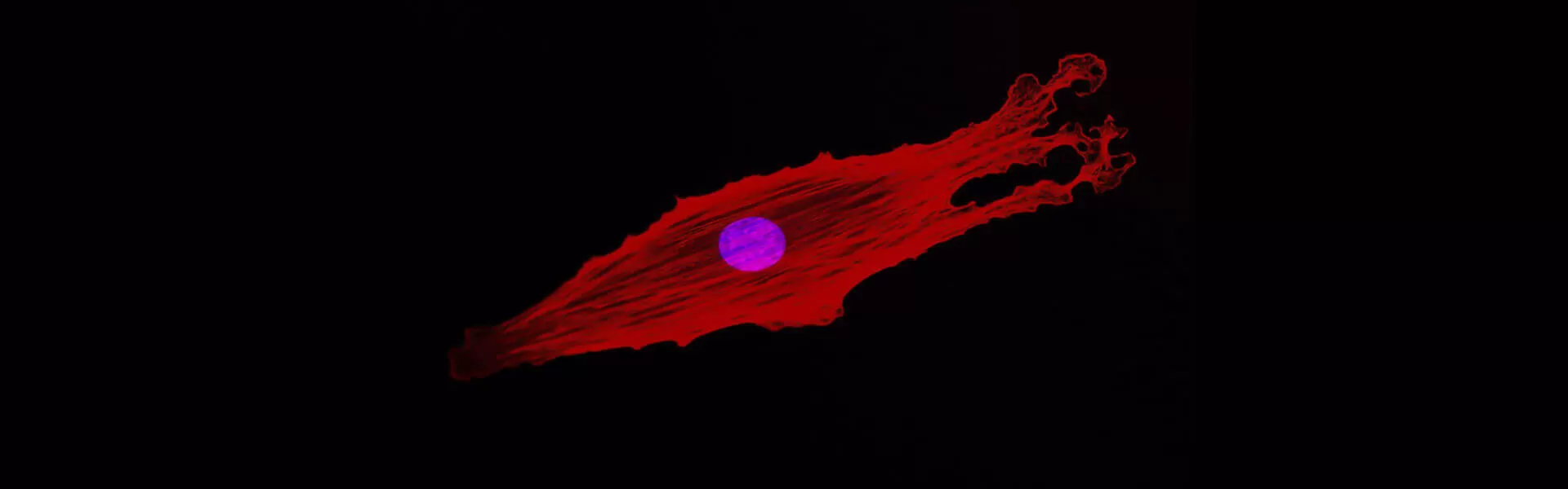 cancer_and_enzymes_1920x600.jpg
