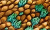et-science_phenotypic-screening_100X60.jpg