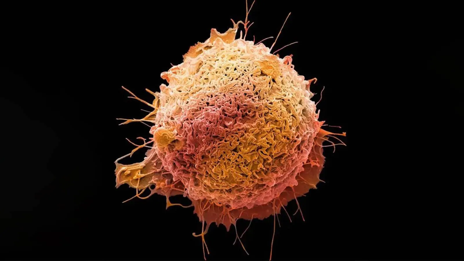 Up close image of a cell