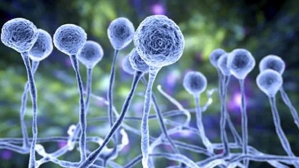  The Truth About COVID-19 and Black Fungus