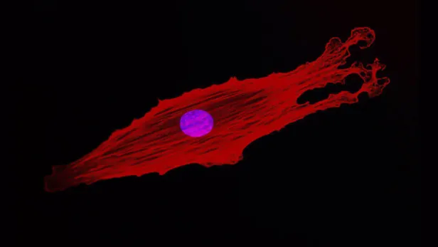 cancer_and_enzymes_300x170.jpg