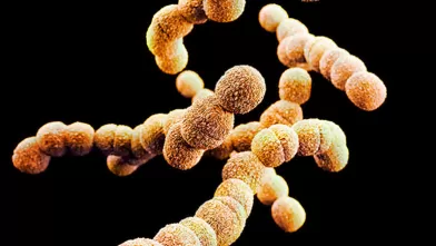 pfizer_get-science_group-b-strep_-775x716.jpg