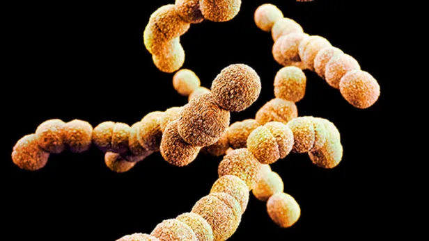 pfizer_get-science_group-b-strep_-775x716.jpg