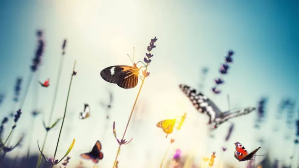 butterflies sitting on top of flowers, thumbnail image