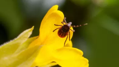 Taiga tick Ixodes persulcatus thumbnail