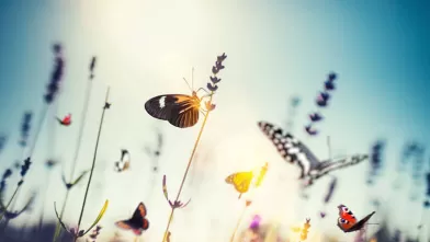 Butterflies sitting on top of flowers, thumbnail image