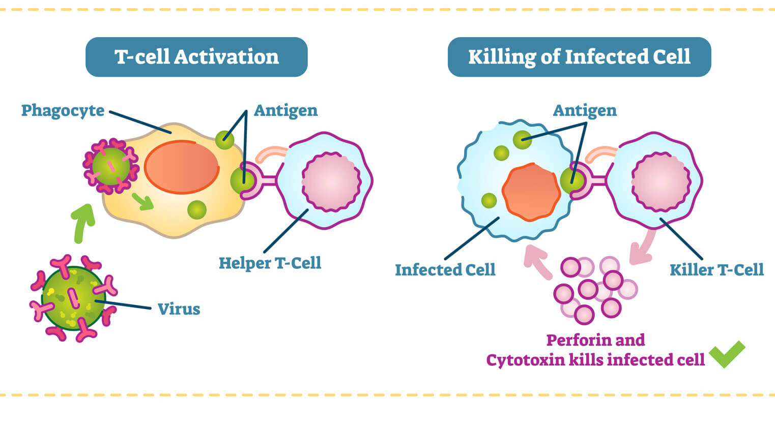 Get To Know The T Team The Immune System s Special Defenders Pfizer